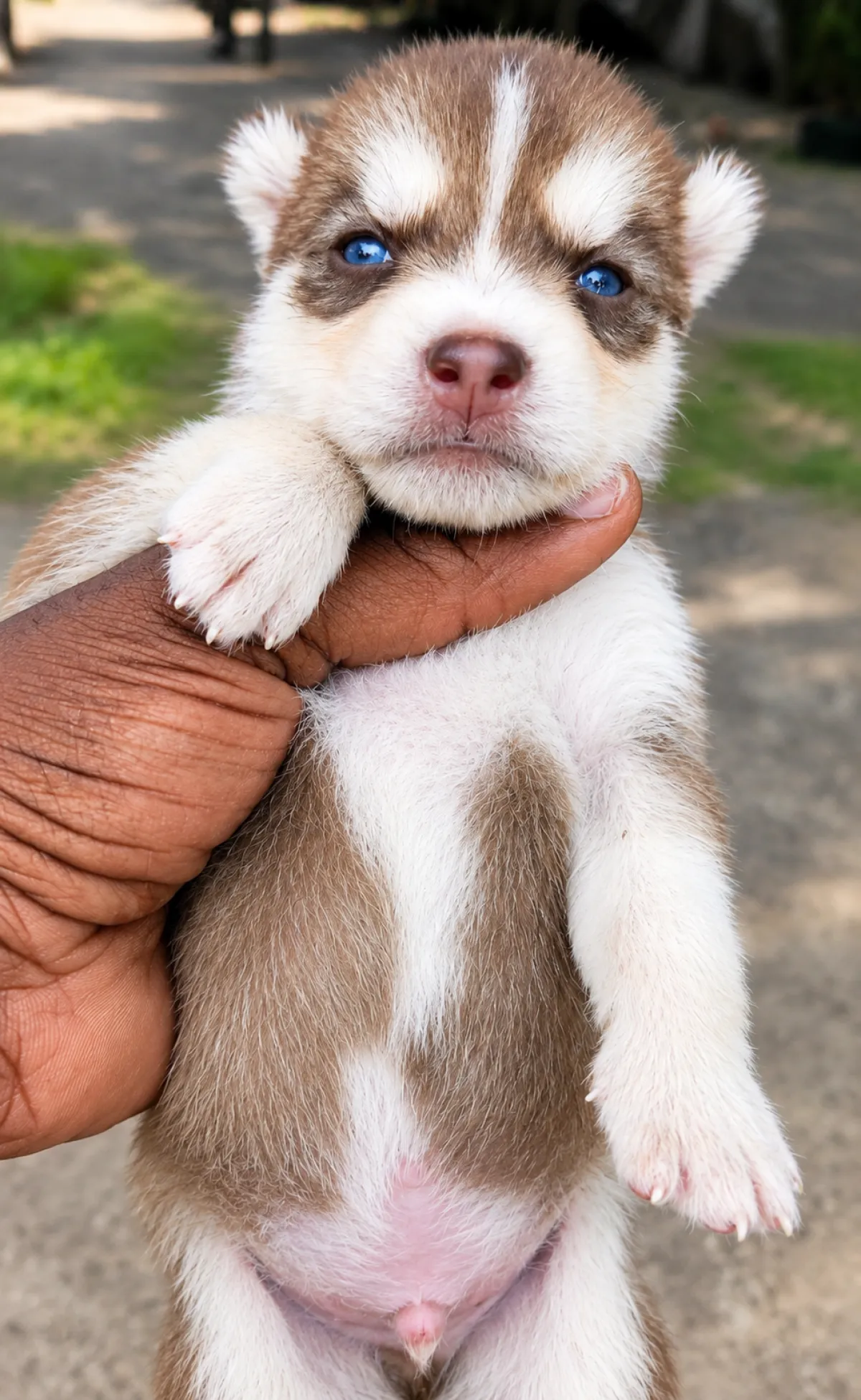Male Siberian Husky Puppies for Sale - Image 2