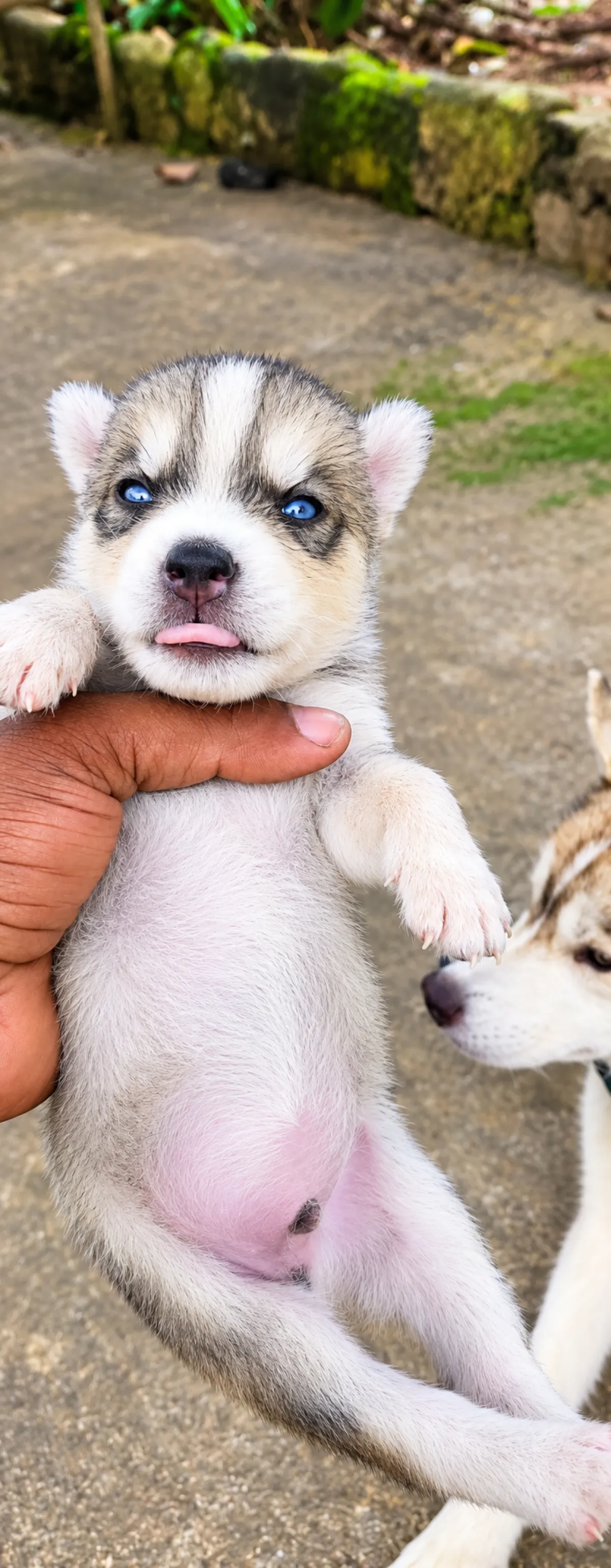 Male Siberian Husky Puppies for Sale - Image 4