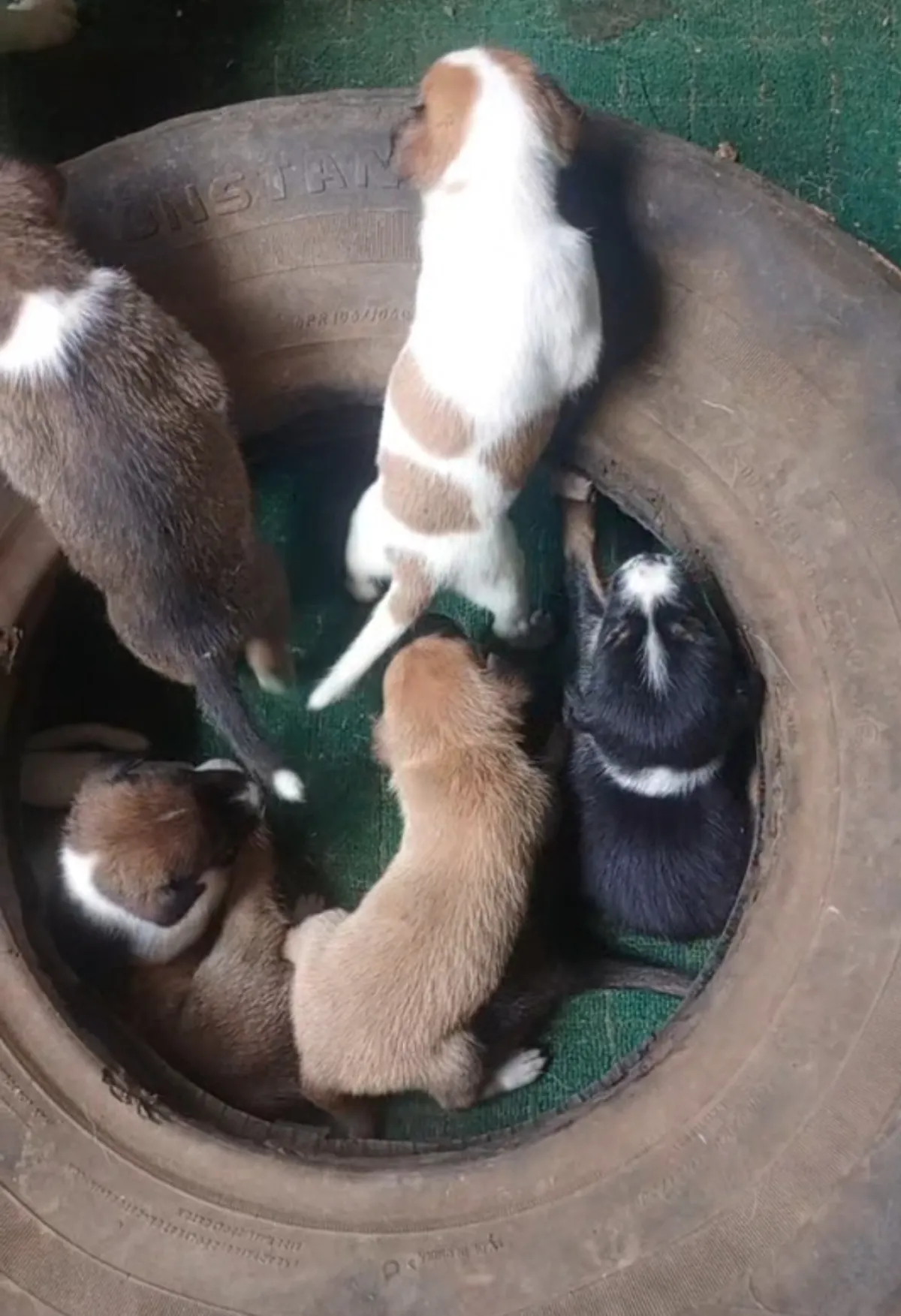 Local dog puppies - Image 1