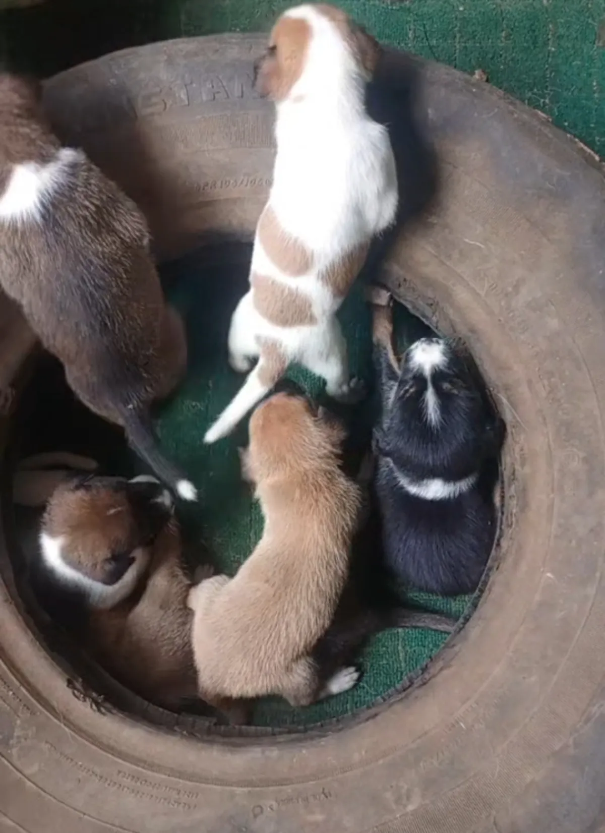 Local dog puppies - Image 2