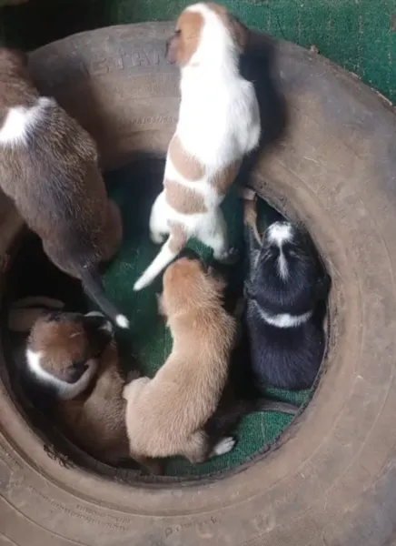 Local dog puppies