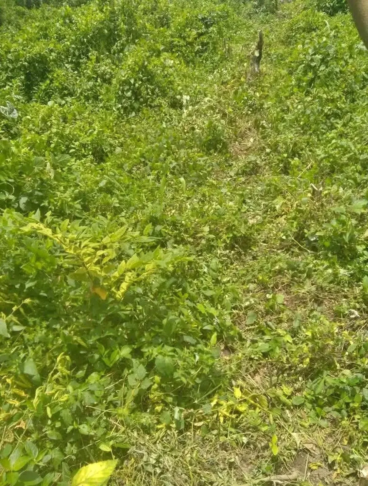 2 pilot of land at abusi village after funnab University - Image 1