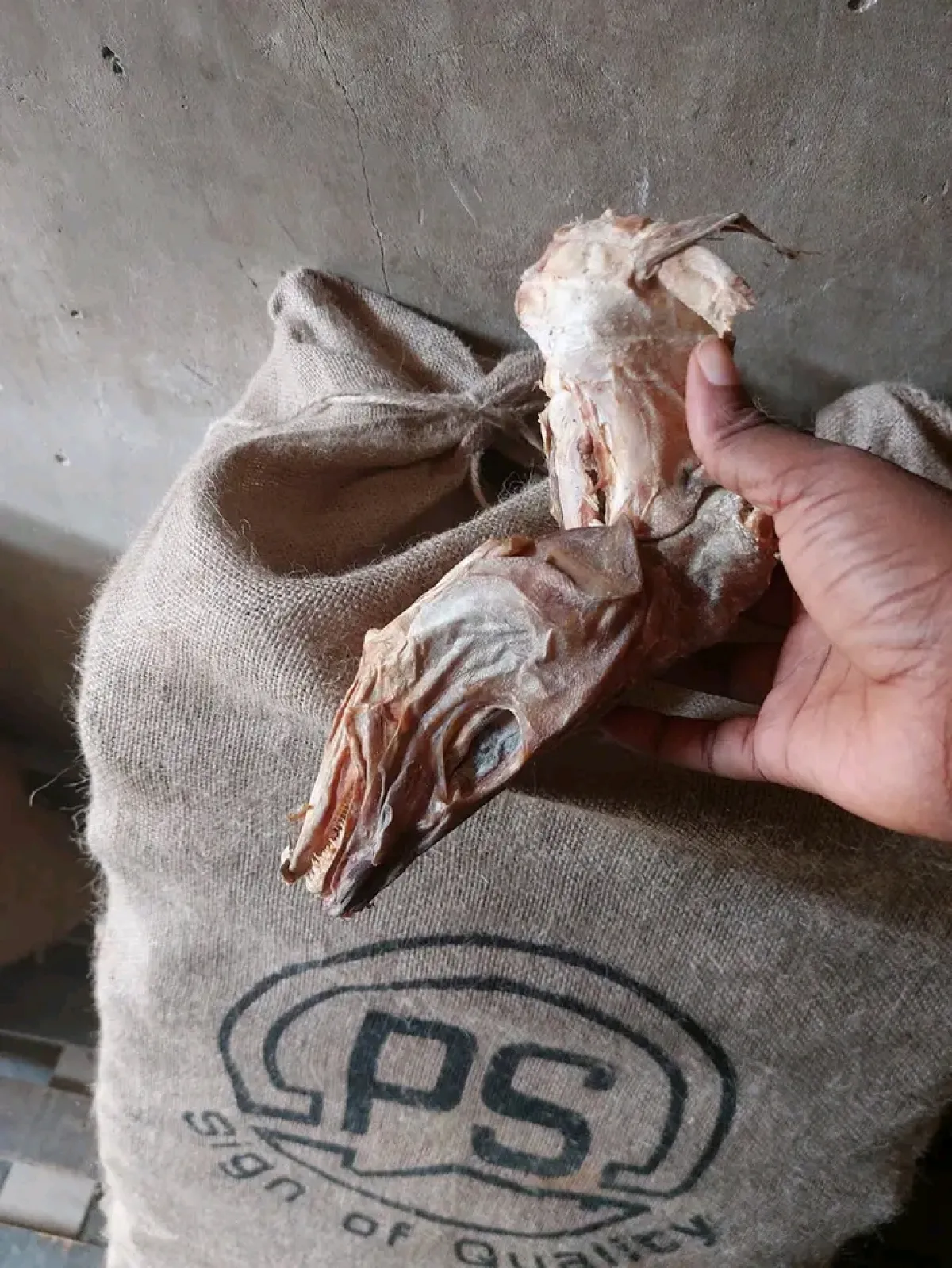 Premium Apama Stockfish with Ear Wholesale Supplier in Aba - Image 6