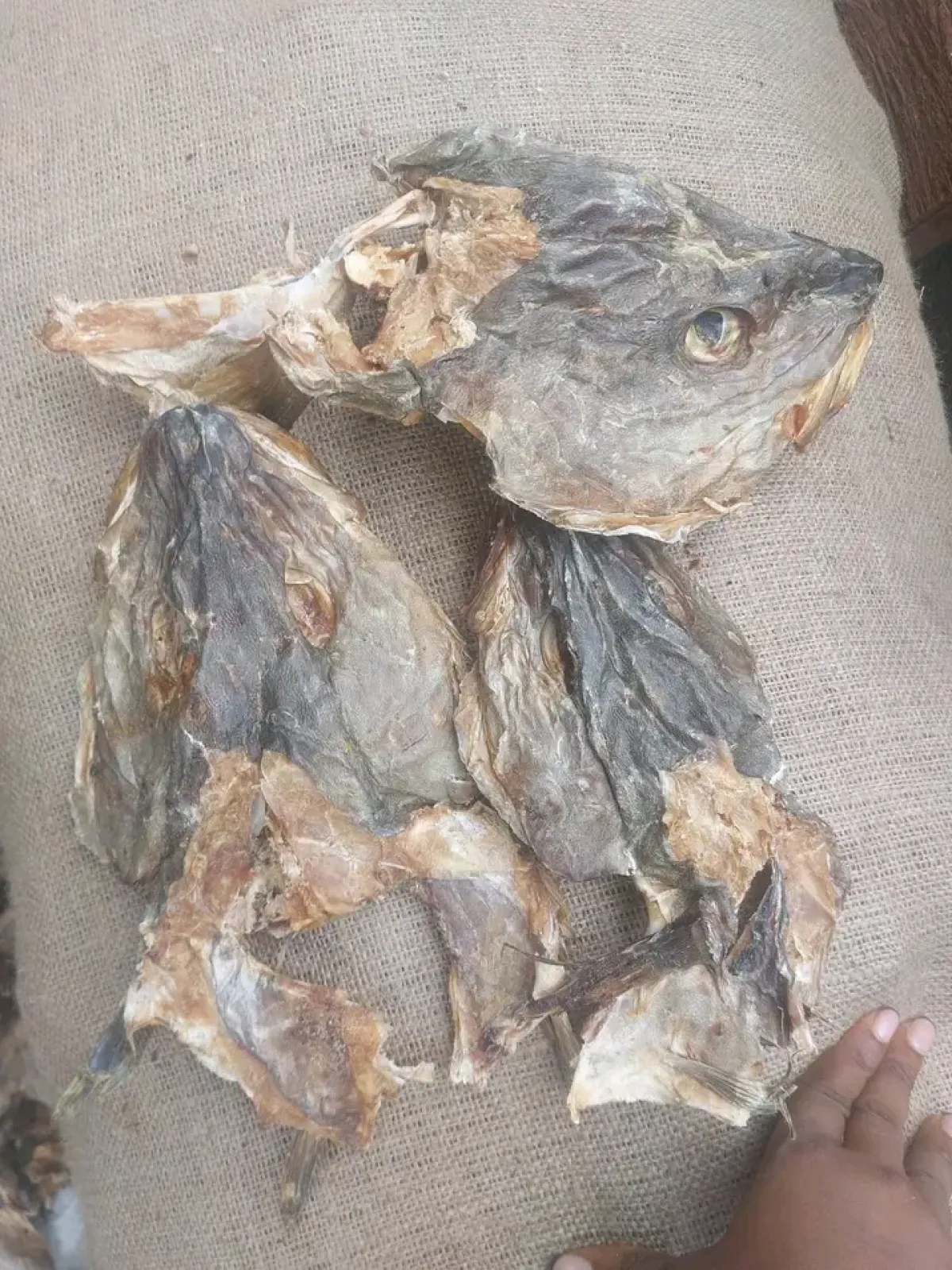 Premium Apama Stockfish with Ear Wholesale Supplier in Aba - Image 7