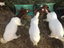 GRT Agriculture and Livestock Production