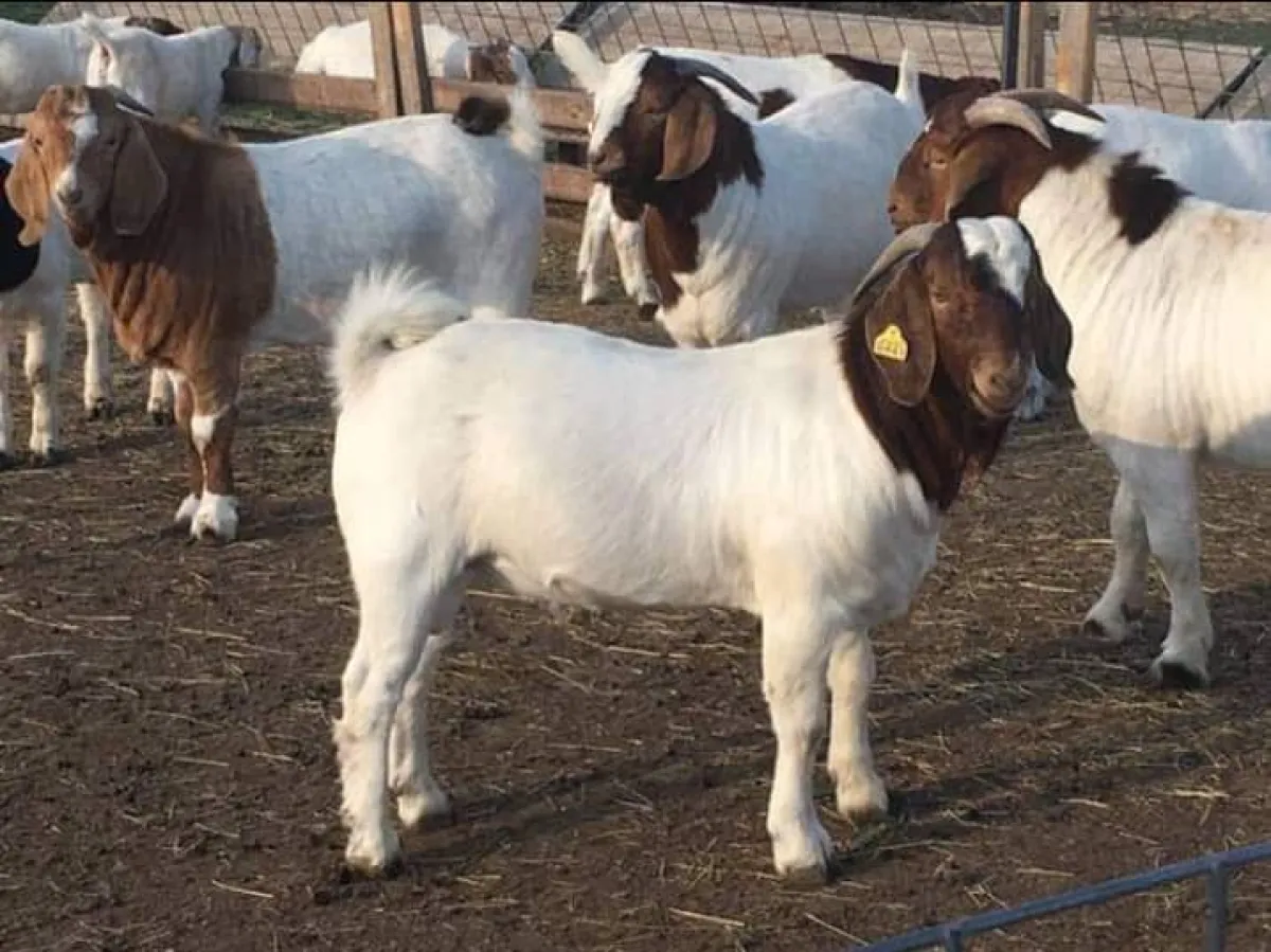 Boer and Kalahari goats - Image 1