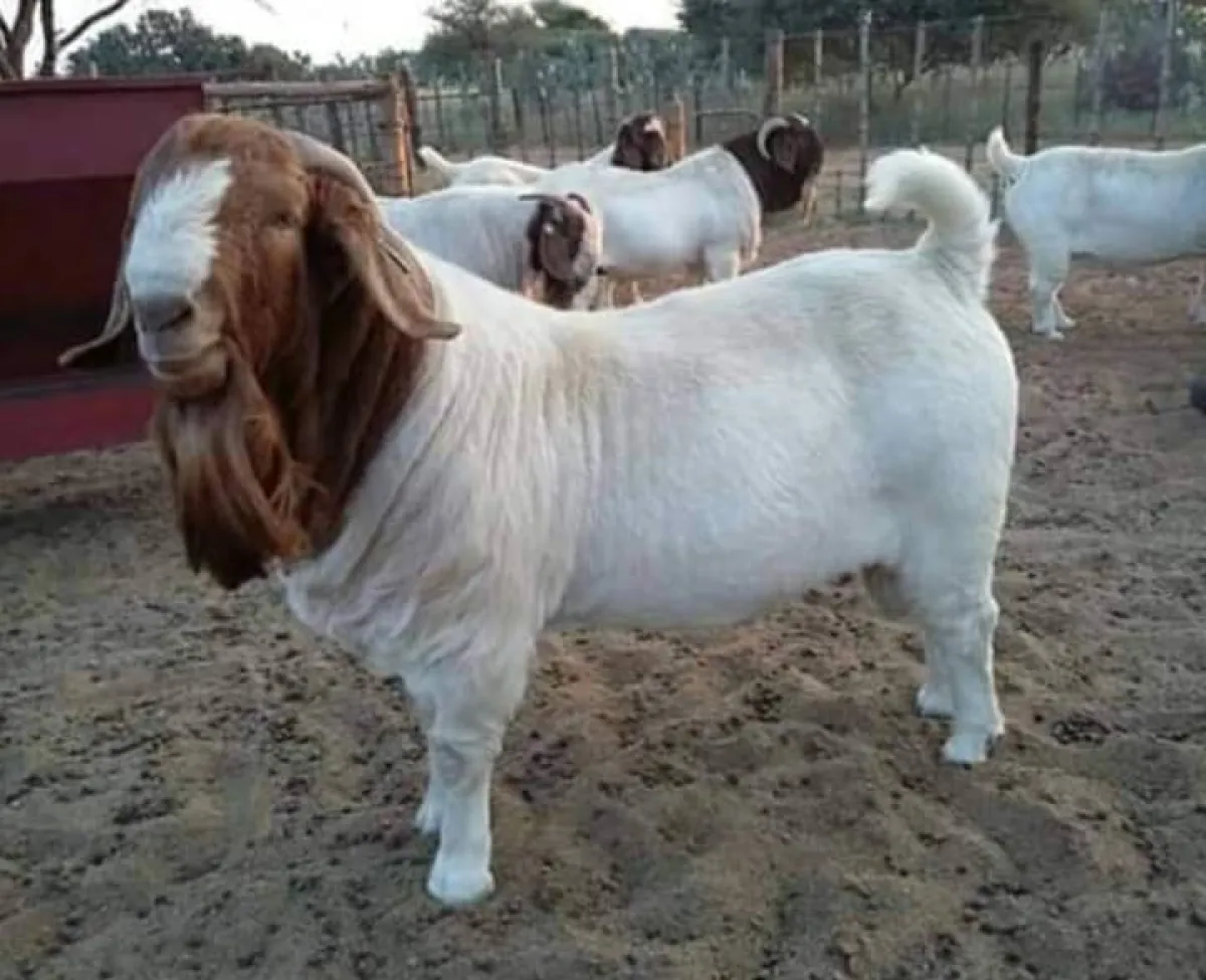 Boer and Kalahari goats - Image 2