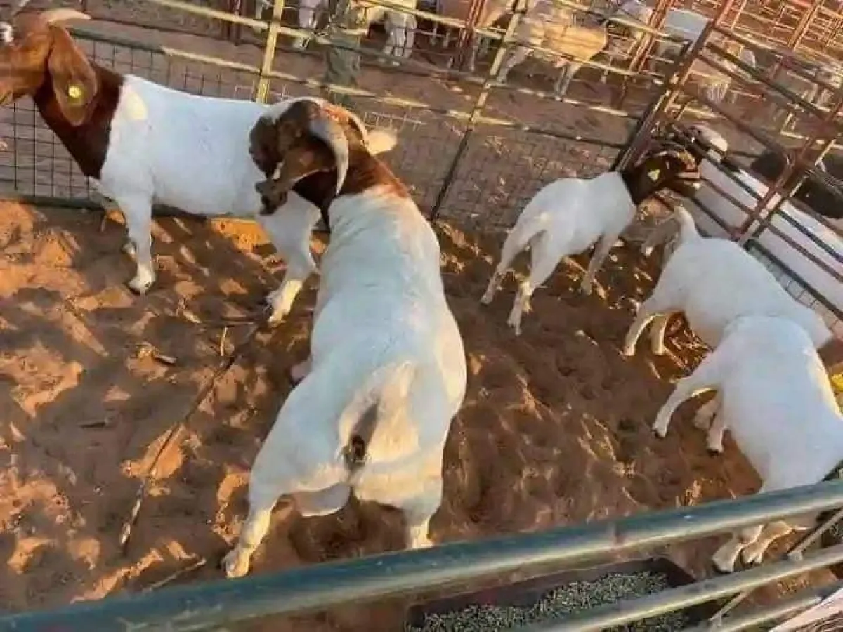 Boer and Kalahari goats - Image 3
