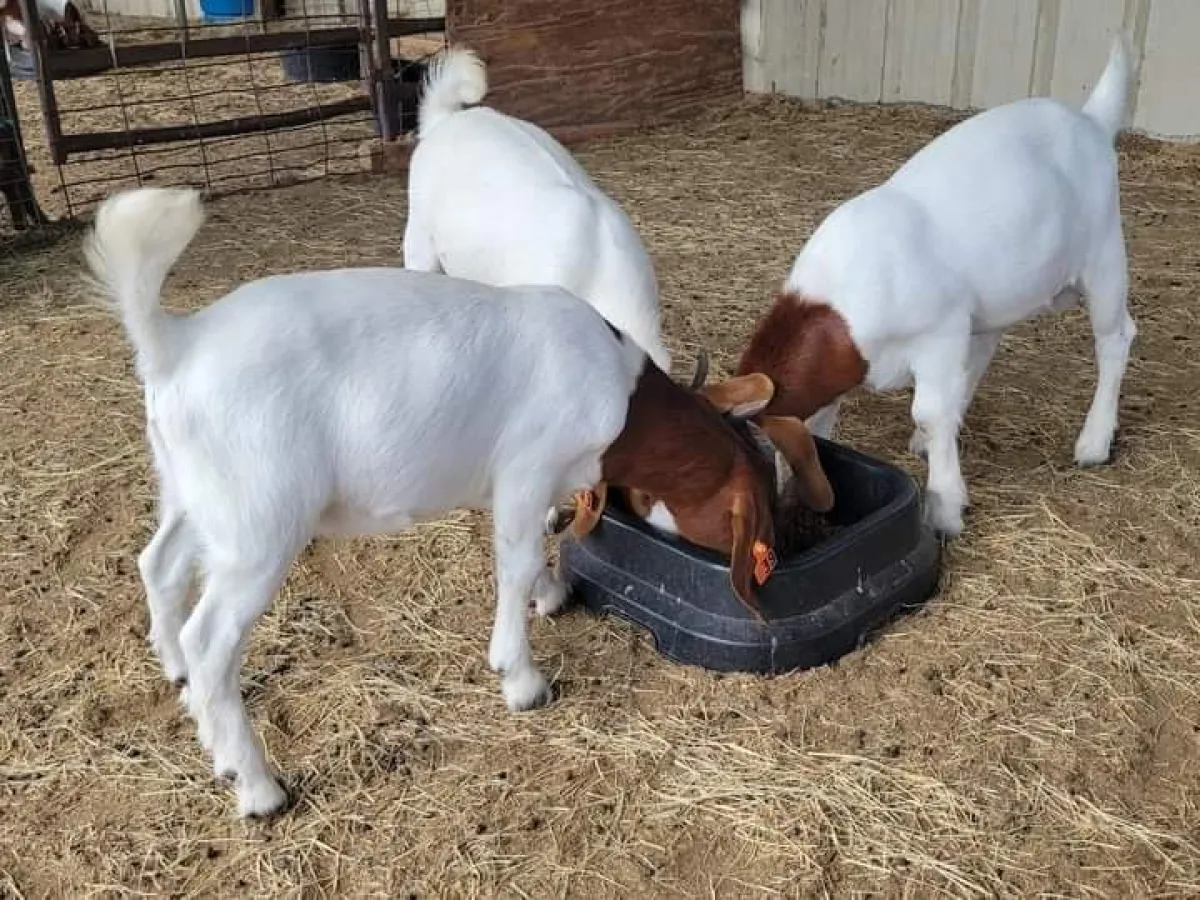 Boer and Kalahari goats - Image 5