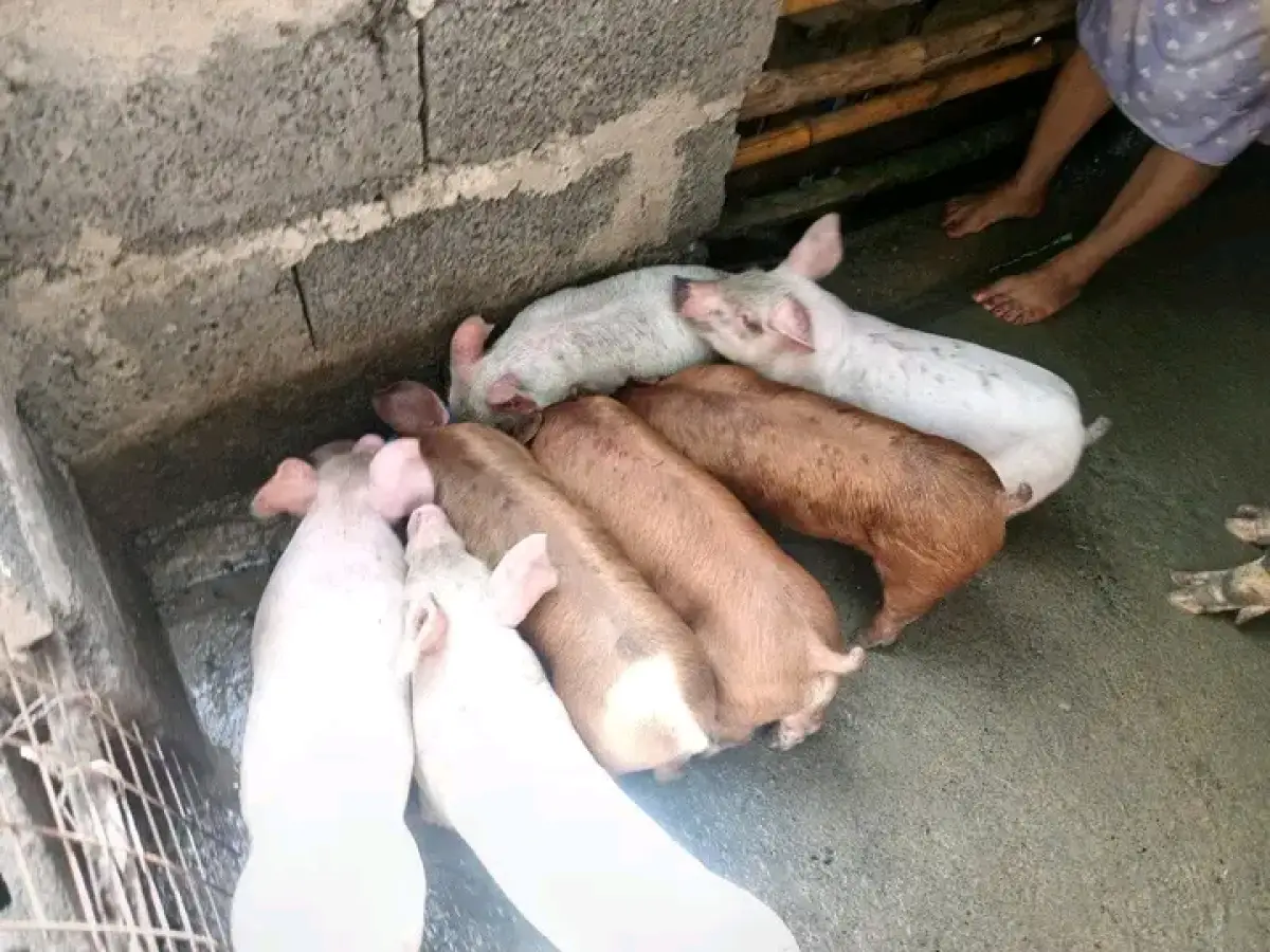 Hybrid pigs for sale - Image 1