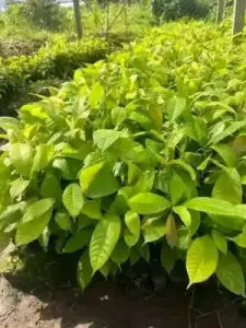 Acre Of Cocoa Farm With 120 Cocoa Trees Ajebo Obafemi Owode